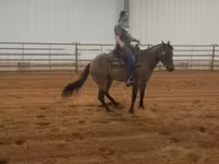 母马, Quarter Horse — 照片 5