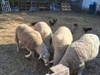 قوچ, Merino sheep — عکس 2