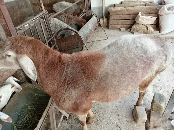 Vædder, Arashan sheep
