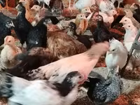 Chickens — ፎቶ 7