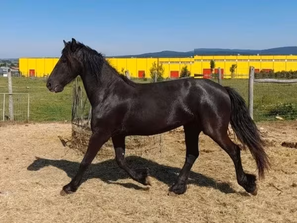 فرس, Friesian