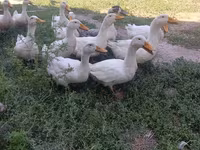 Domestic Muscovy — foto 1