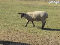 Хуц, White Suffolk sheep — 1 зураг