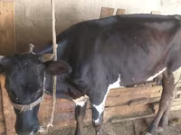 Koe, Russian Black pied cattle — foto 1