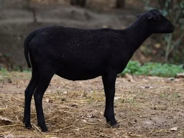 Sheep, Cameroon sheep — Hungary
