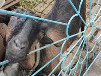Ri’ dhaddig, Goats — sawirka 2