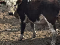 گاو نر, گاو سفیدسر قزاقستانی — عکس 5