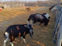 Kambing betina, Goats — foto 1