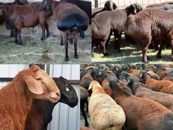 قوچ, گوسفند