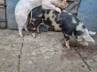 Boar, Pigs — photo 3