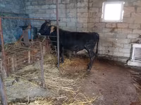 காளை, மாடுகள் — புகைப்படம் 3
