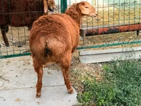 Juh, Hissar sheep — 3. fotó