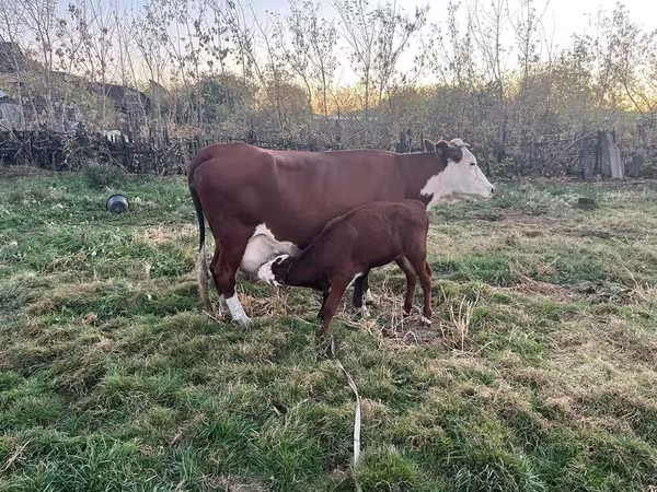 Krava, Latvian Blue cattle
