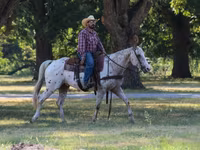 اسب نر, Appaloosa — عکس 5