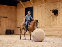 Ձի, Quarter Horse — լուսանկար 6