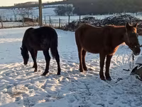 Kuda betina, Horses — foto 1