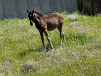 Mare, Horses — photo 1