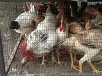 Chickens — 照片 5