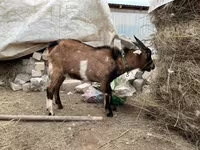 Արու այծ, Alpine goat — լուսանկար 2