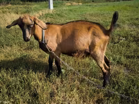 Kambing jantan, Nubian Goat — foto 4