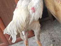Chickens — புகைப்படம் 1