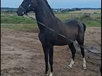 Faras, Akhal-Teke — sawirka 1
