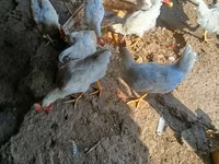 Chickens — foto 1