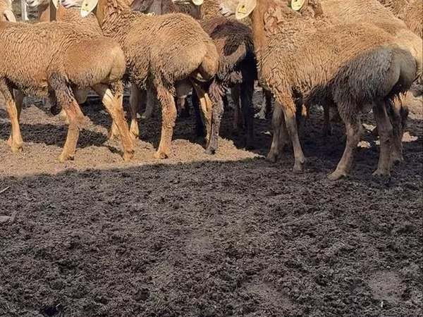Widder, Arashan sheep