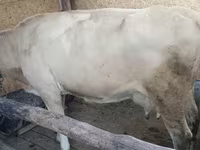 Сиыр, Latvian Blue cattle — 3-сурет