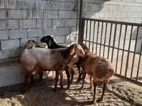 Montone, Pecore — foto 8