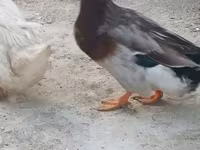 Ducks — foto 8