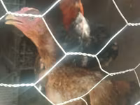 Chickens — fotografija 7