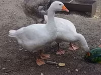 Angsa Denmark Kelabu dan Kelabu Bercorak — foto 1