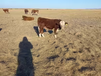 Lembu jantan, Kazakh White-headed cow — foto 6
