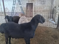 قوچ, Hissar sheep — عکس 5