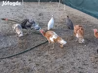 Turkeys — รูปภาพ 3