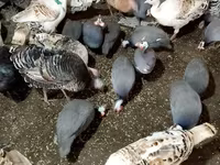 Turkeys — 사진 1
