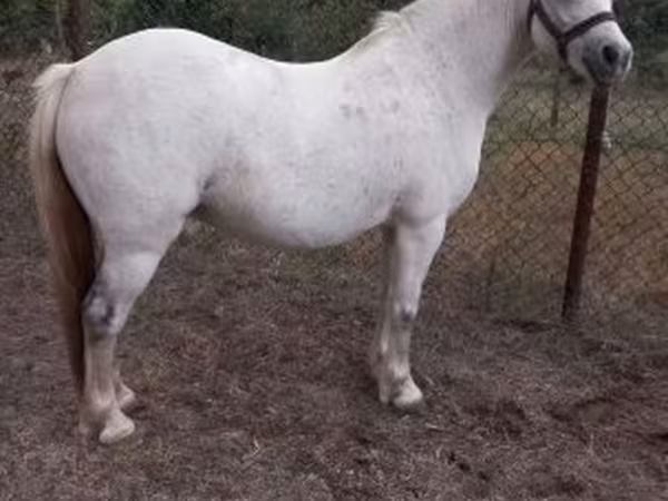 مادیان, Falabella