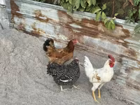Chickens — عکس 3
