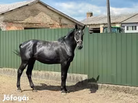 Cavallo, Nonius horse — foto 3