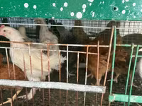 Chickens — تصویر 4