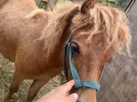Horse (M), Shetland Pony — photo 1
