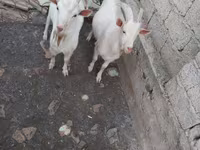 بز نر, بز — عکس 1