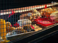 Chickens — fotografija 2