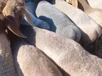Oaie, Tian-Shan semifinewool sheep — foto 1