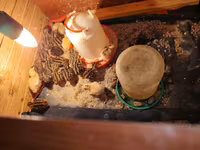 King-vagtel — foto 3