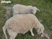 Хонь (бүлэг, хүйс заагаагүй), Хонь — 1 зураг