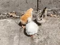 Chickens — 사진 2