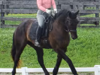 雄馬, Percheron — 写真 7