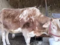 سانڈ, Simmental cattle — تصویر 1